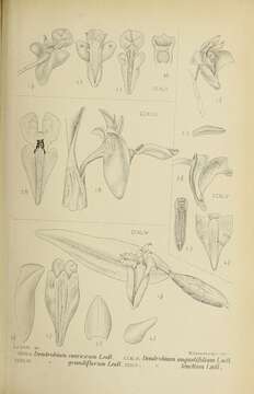 صورة Dendrobium convexum (Blume) Lindl.