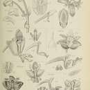 Image of Eria compressa (Blume) Blume