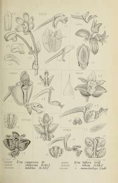 Image of Eria compressa (Blume) Blume