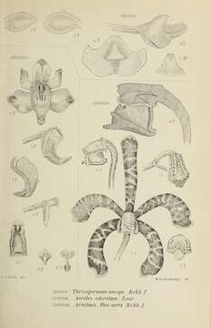 Image of Thrixspermum anceps (Blume) Rchb. fil.