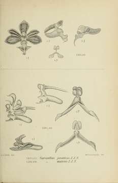 Image of Cleisostoma javanicum (Blume) Garay