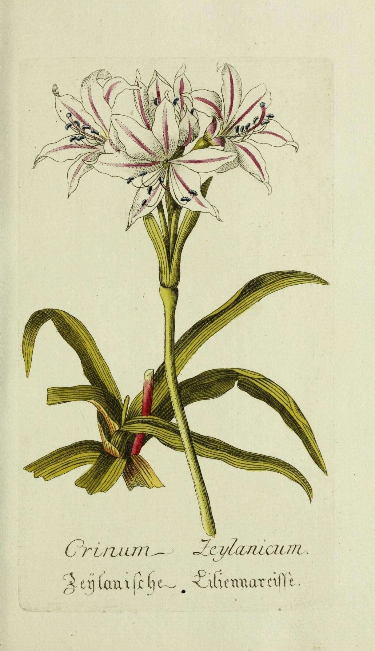 Imagem de Crinum zeylanicum (L.) L.