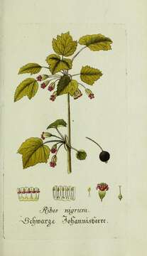 Image of Black Currant