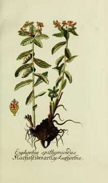 Image of cushion spurge