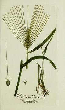 Image of Hordeum distichon L.