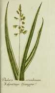 Image of reed canarygrass