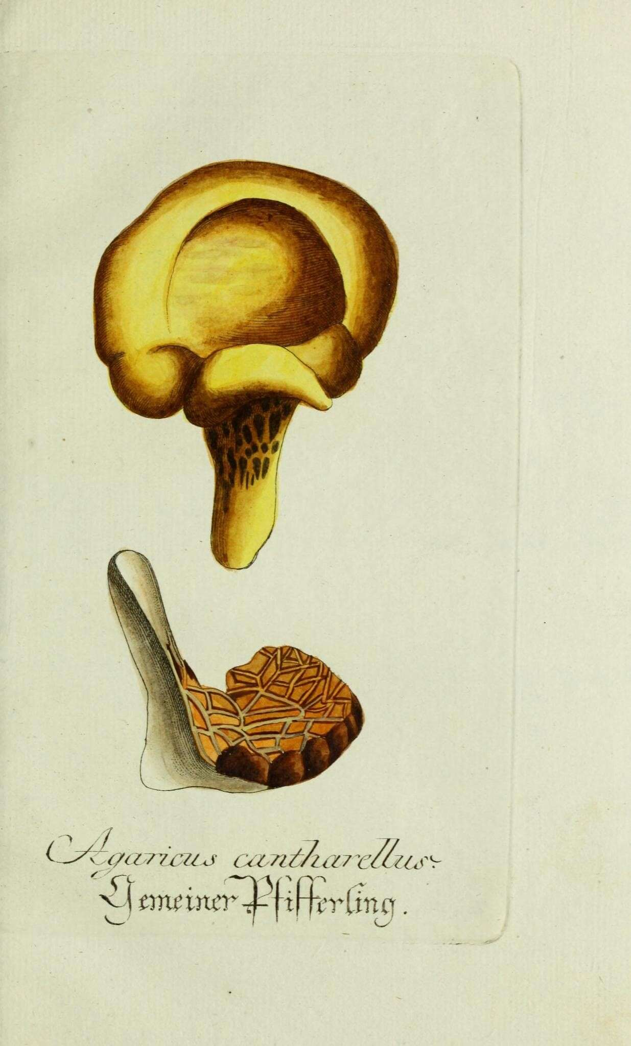 Image of Hygrocybe cantharellus (Fr.) Murrill 1911