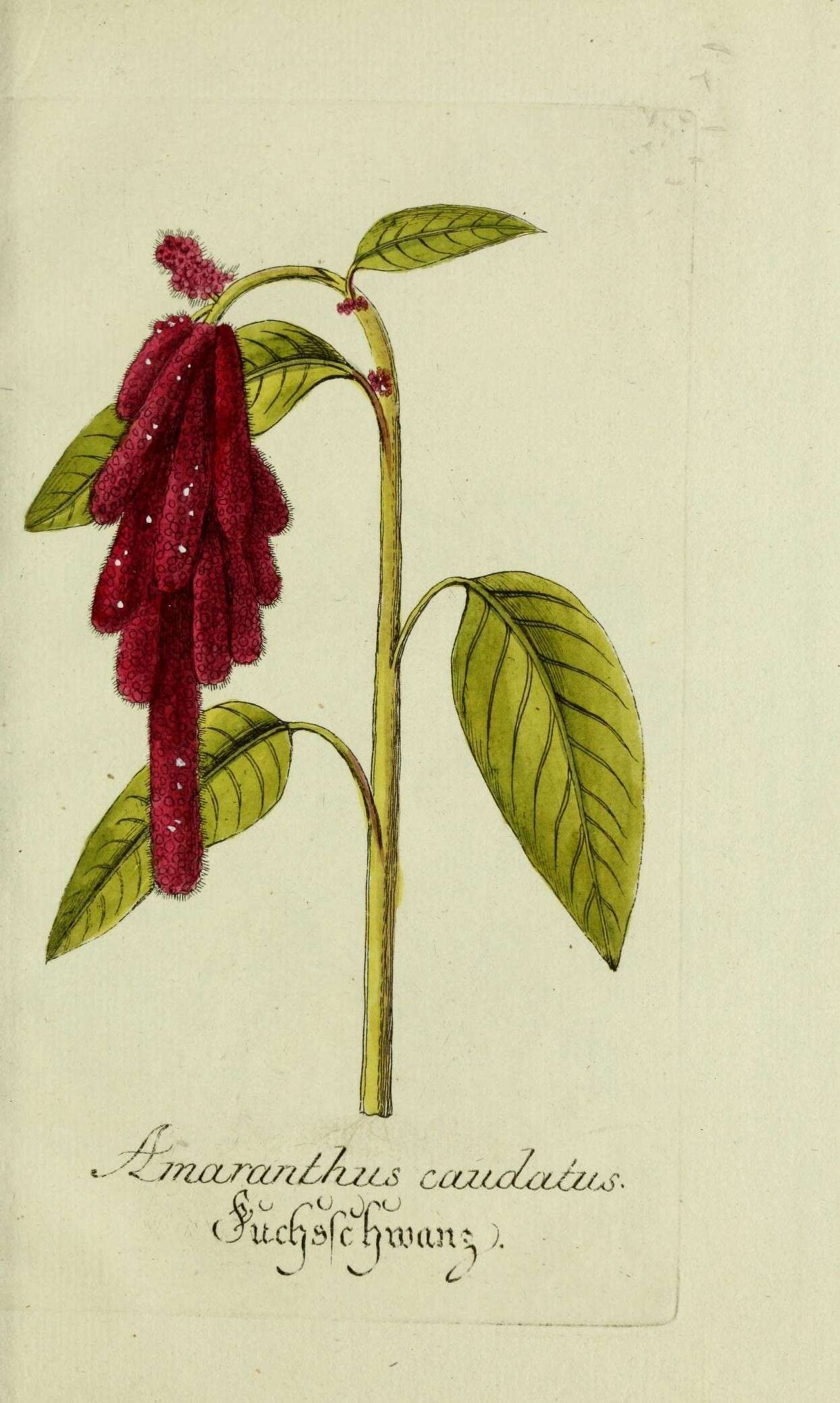 Amaranthus caudatus L. resmi