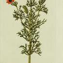 Image of Adonis aestivalis L.