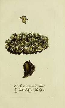 Image of Lichen groenlandicus