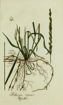 Image of quackgrass