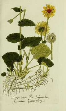 Doronicum pardalianches L. resmi