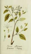 Image of Friar's balsam