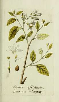 Image of Friar's balsam