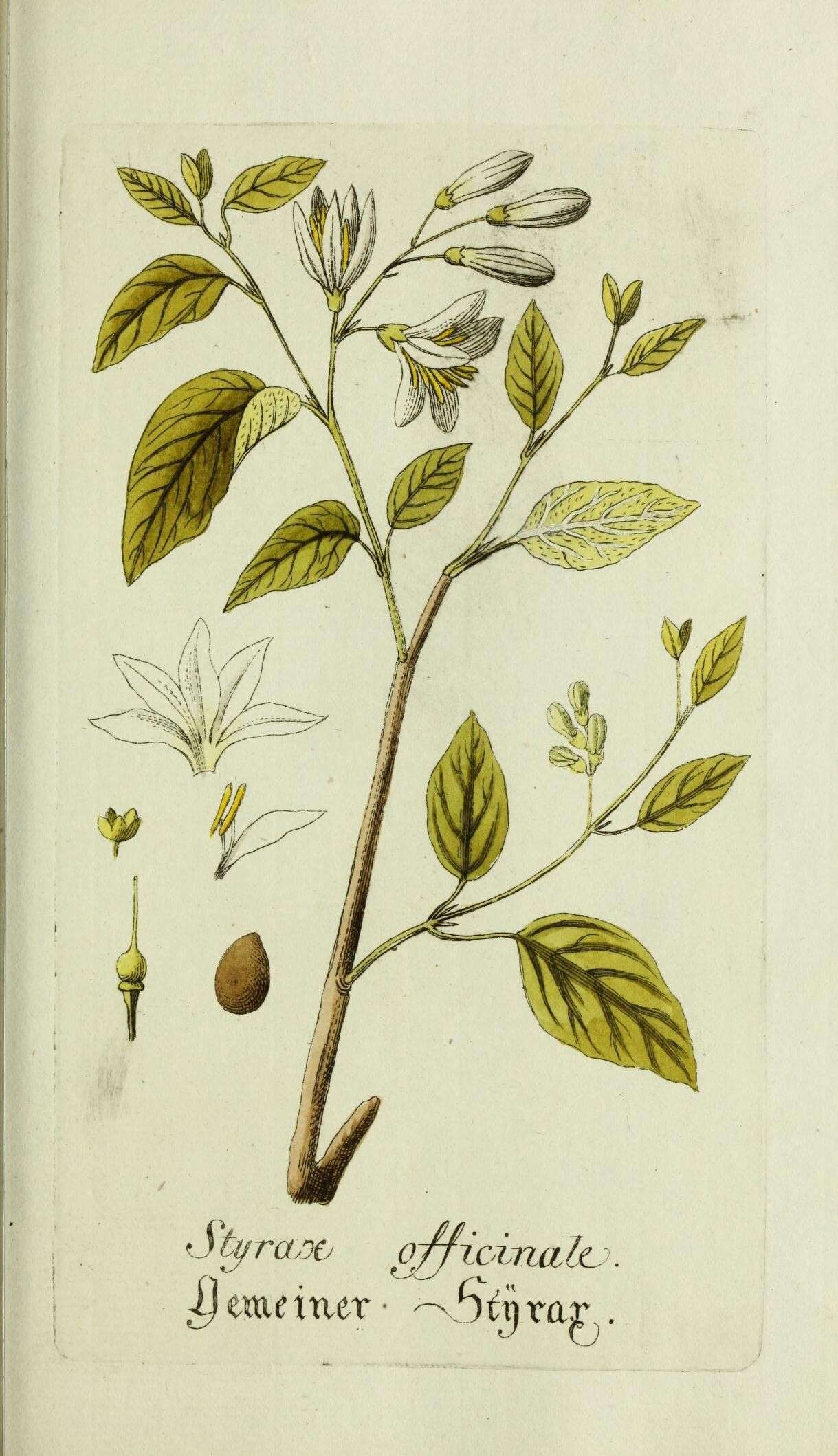 Image of Friar's balsam