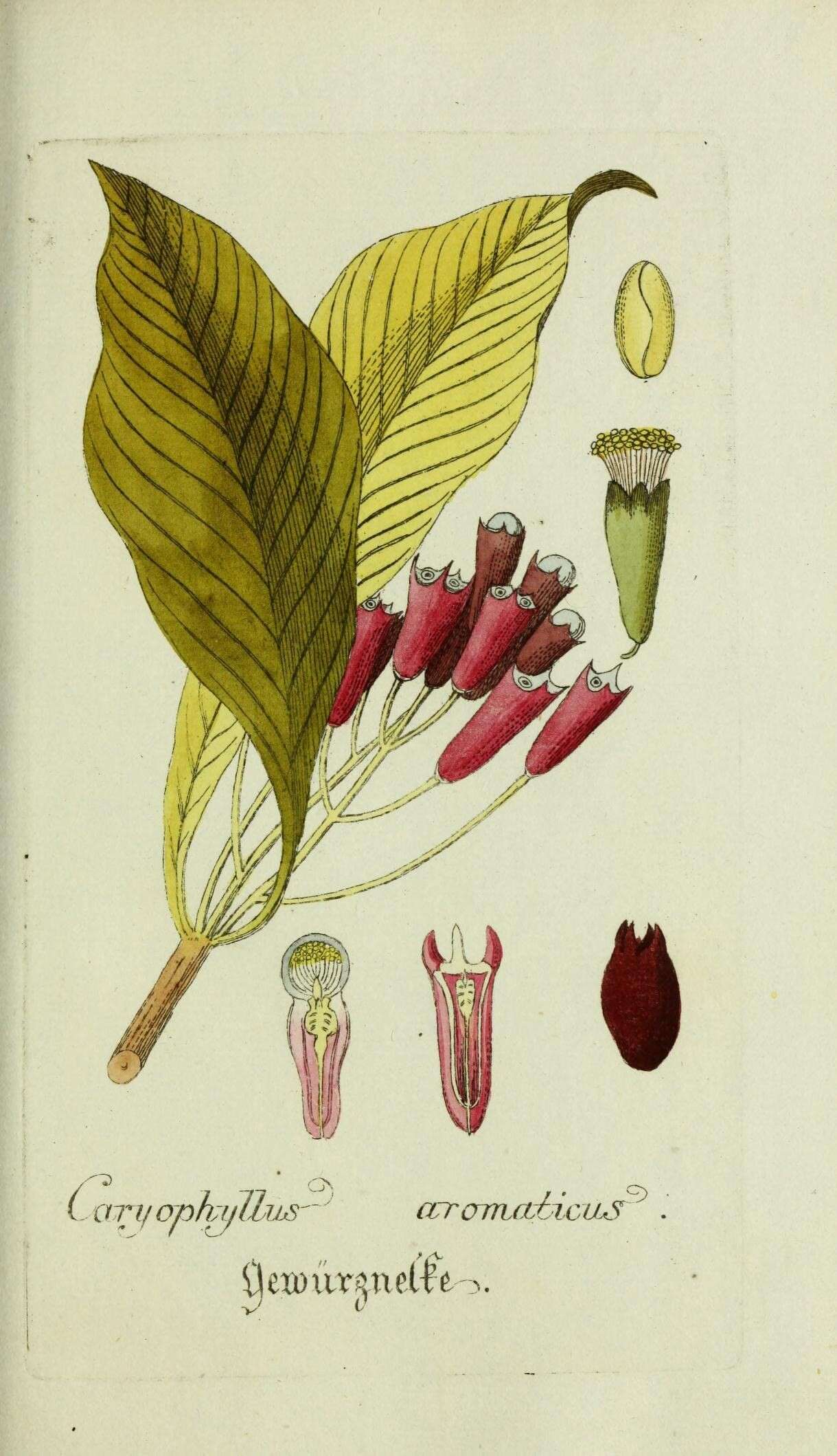 Image of clove