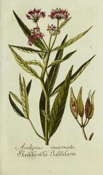 Image of swamp milkweed