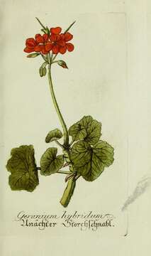 Imagem de Geranium pusillum L.