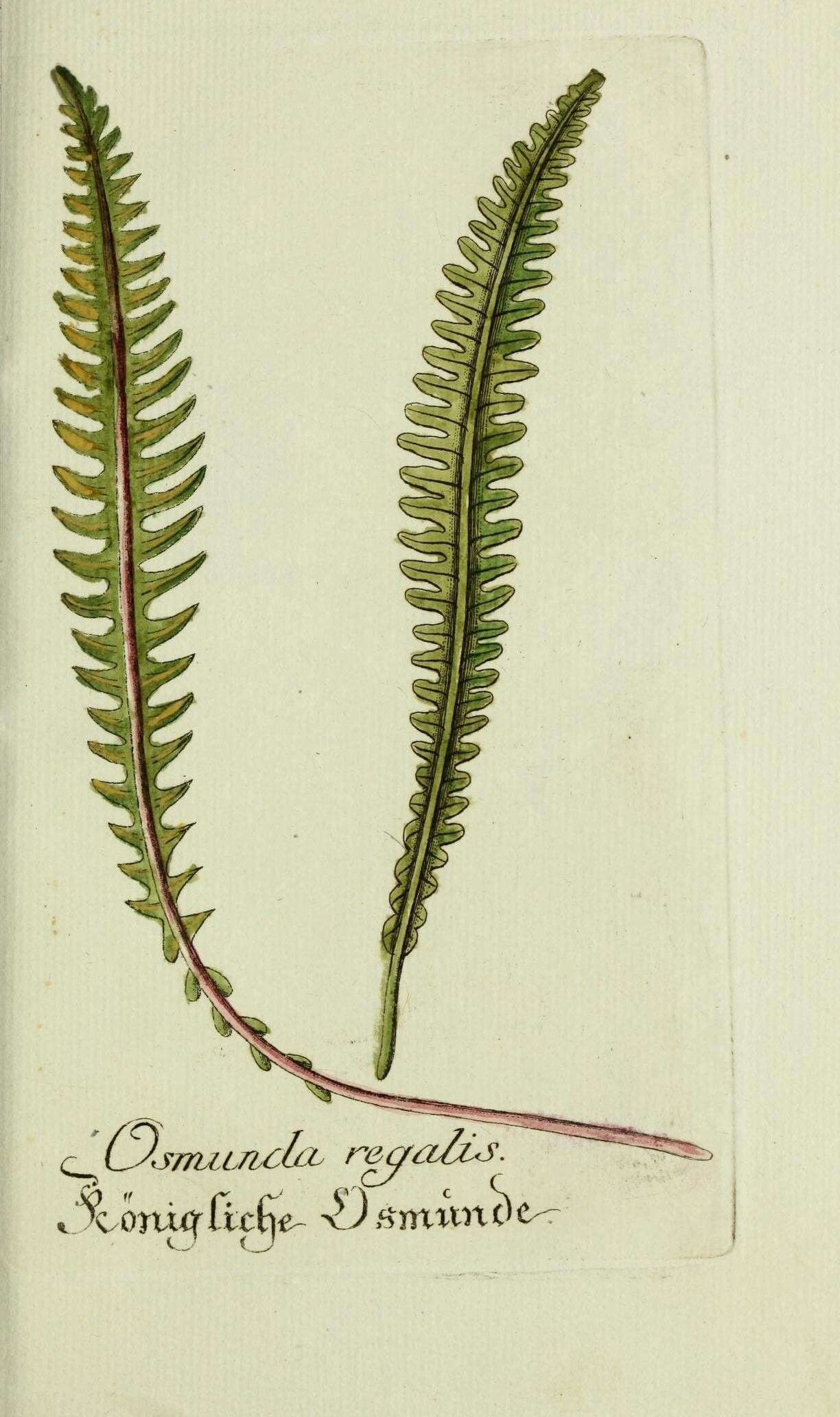 Image of Royal Fern