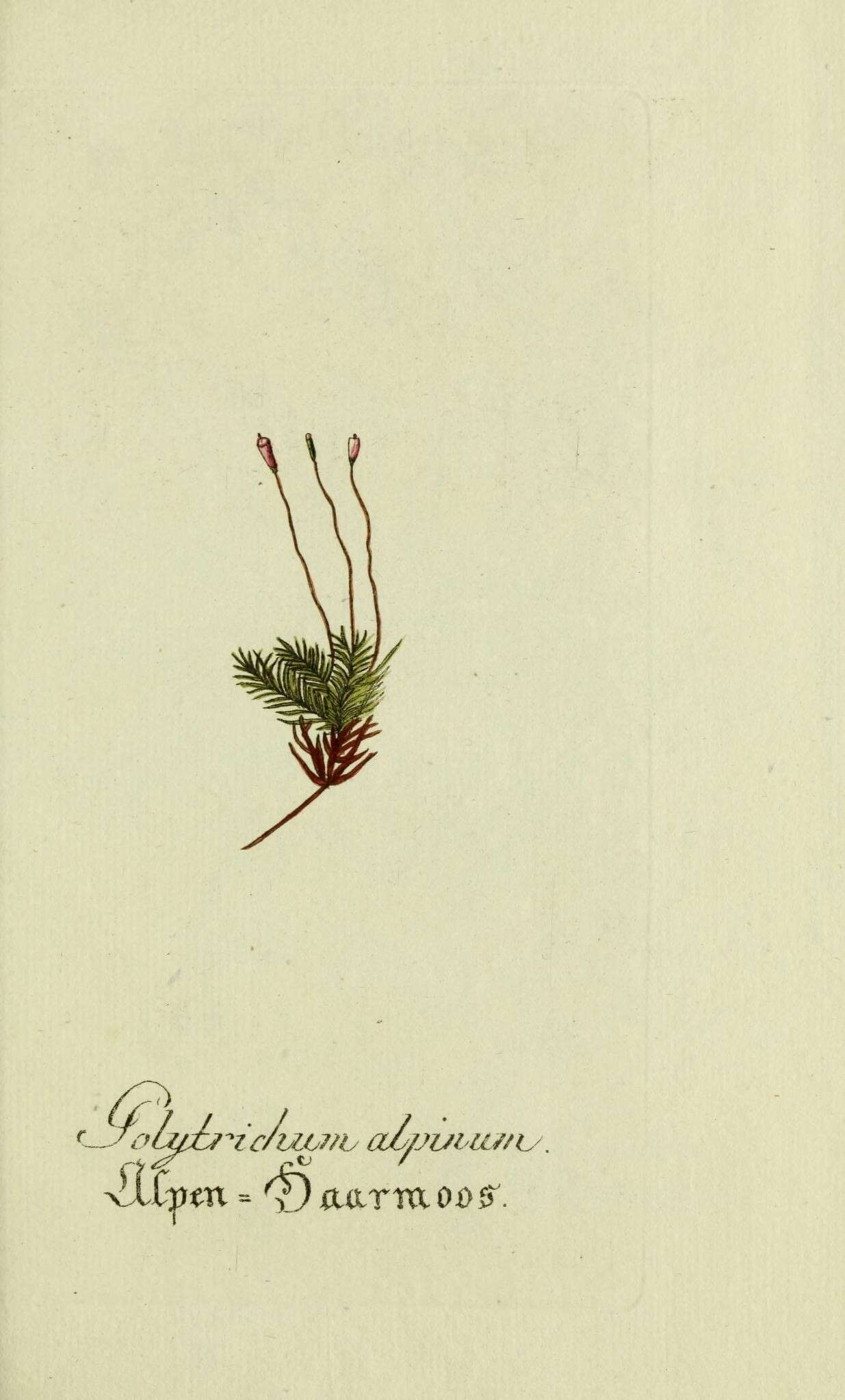 Image de Polytrichastrum alpinum G. L. Smith 1971