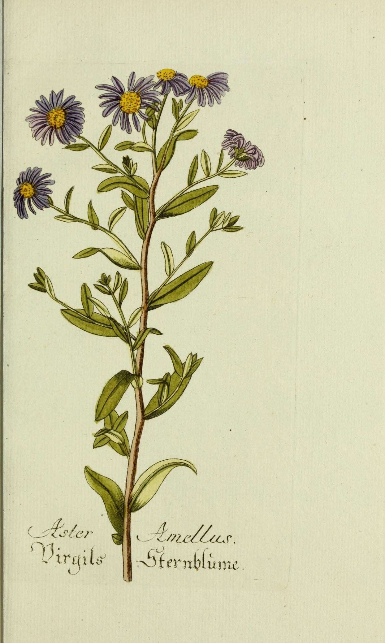 Image of European Michaelmas-daisy