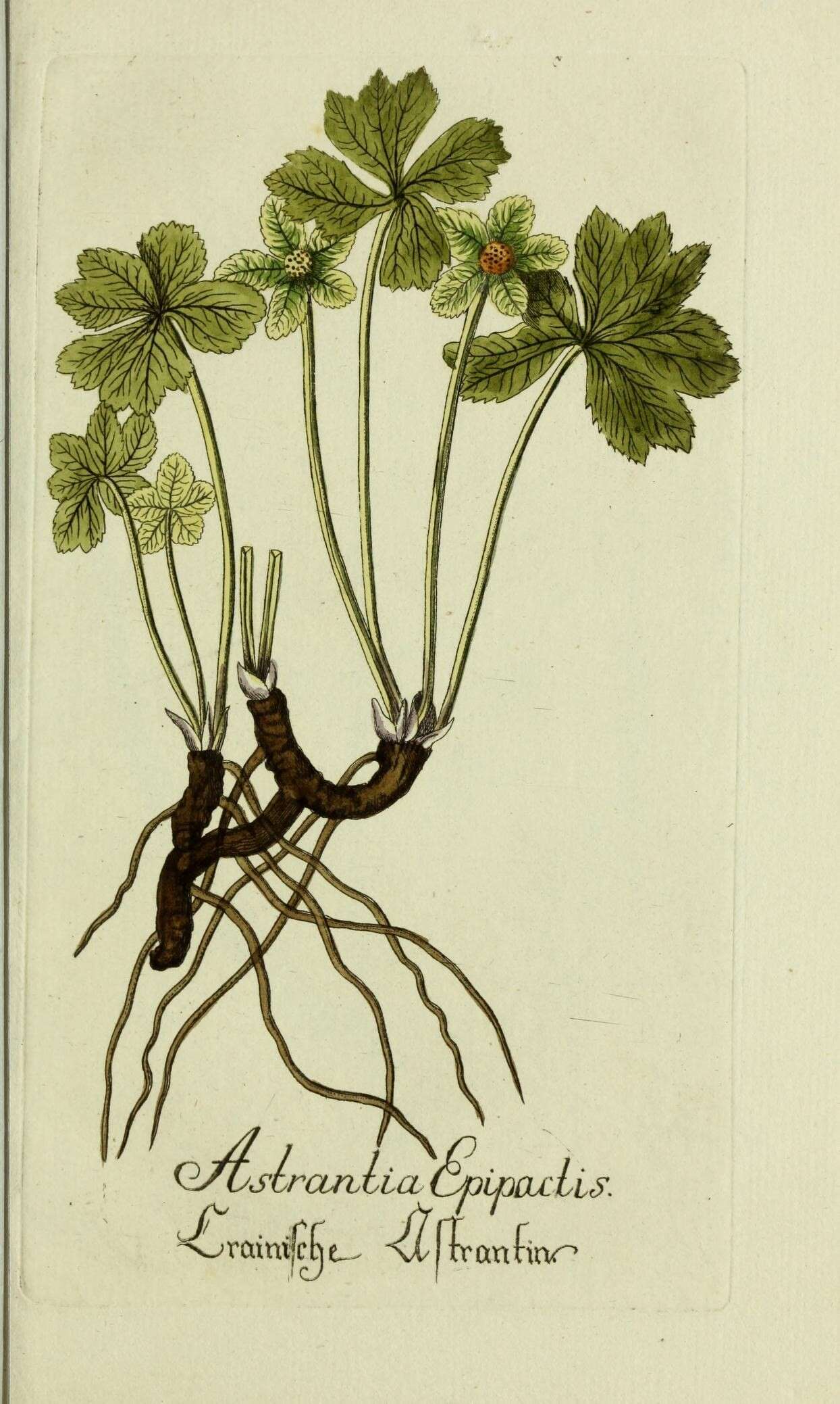 Image of Sanicula epipactis (Scop.) E. H. L. Krause