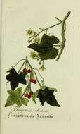 Image of Cretan bryony