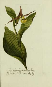 Image of Lady's-slipper orchid