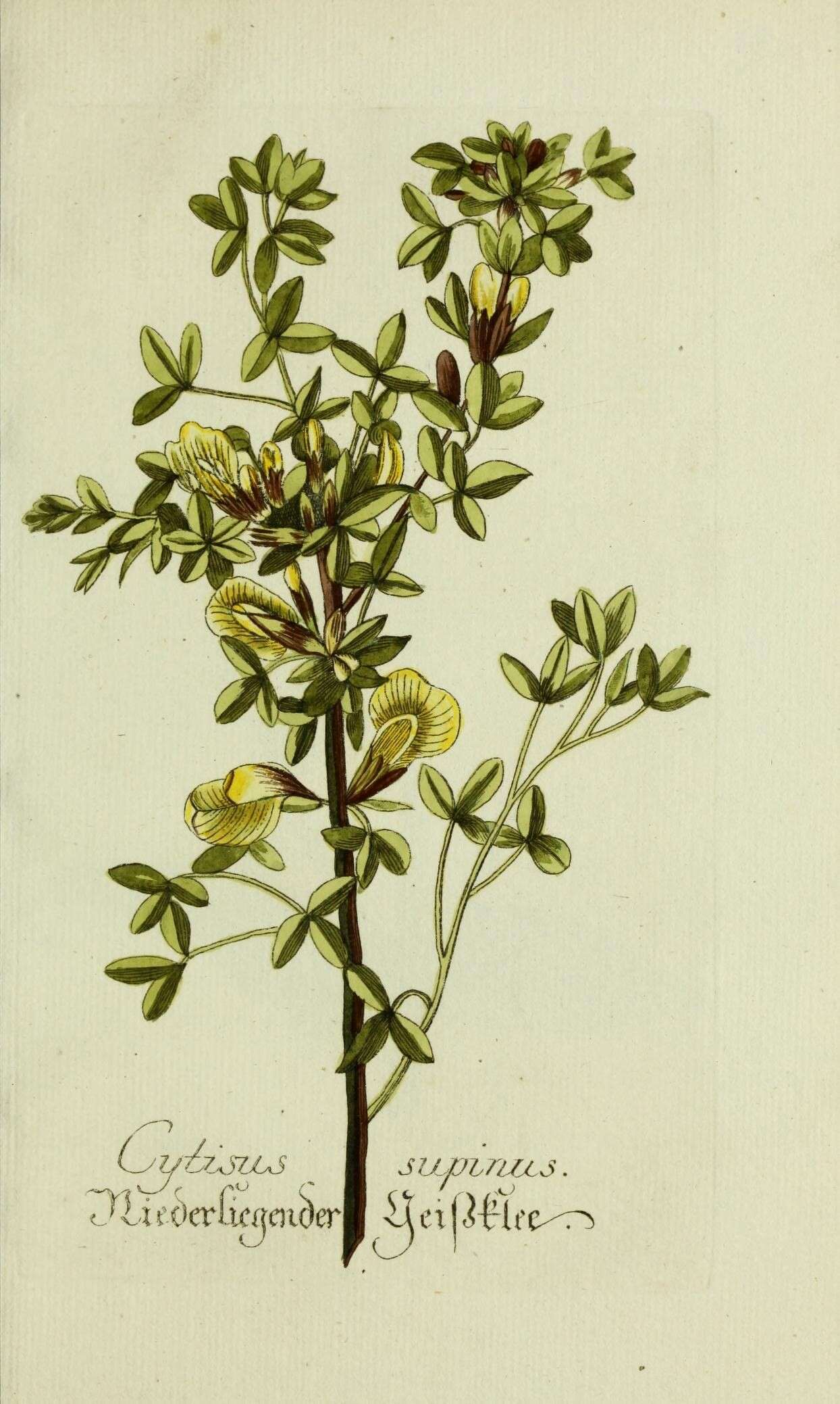 Слика од Cytisus hirsutus L.