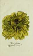 Image of Ulva plicata O. F. Müller 1780