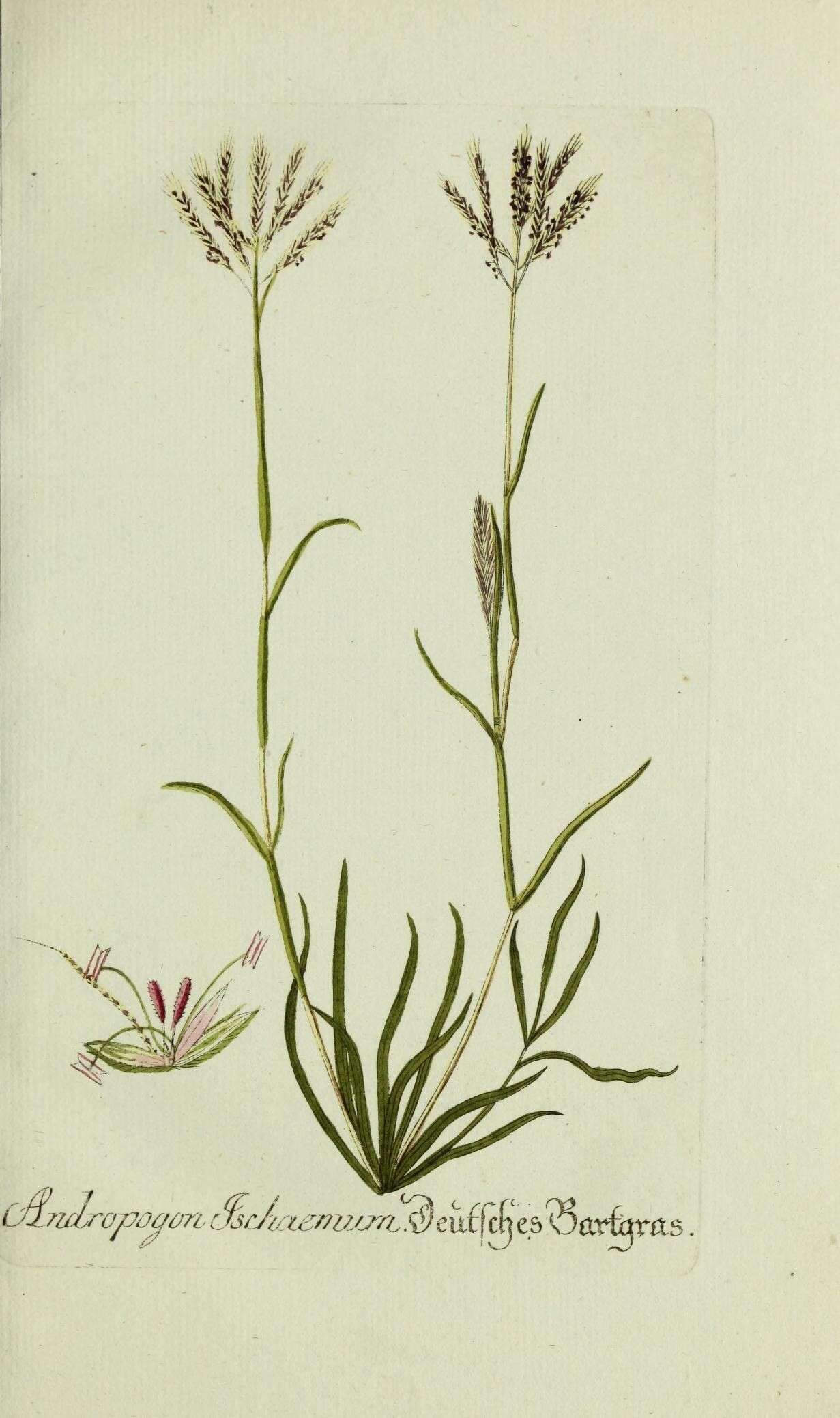 صورة Bothriochloa ischaemum (L.) Keng