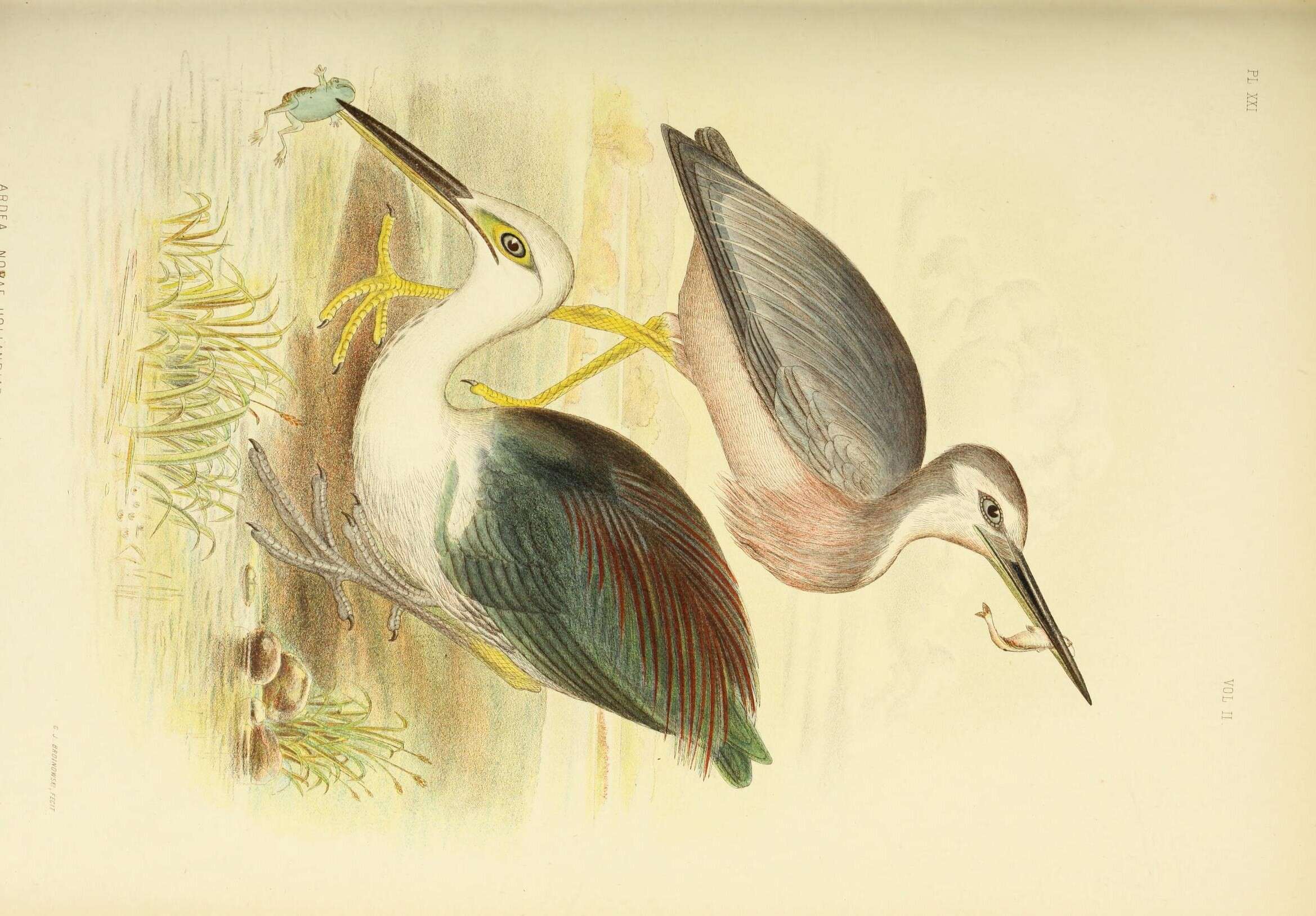 Слика од Egretta novaehollandiae (Latham 1790)
