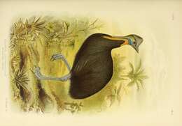 Image of Northern Cassowary