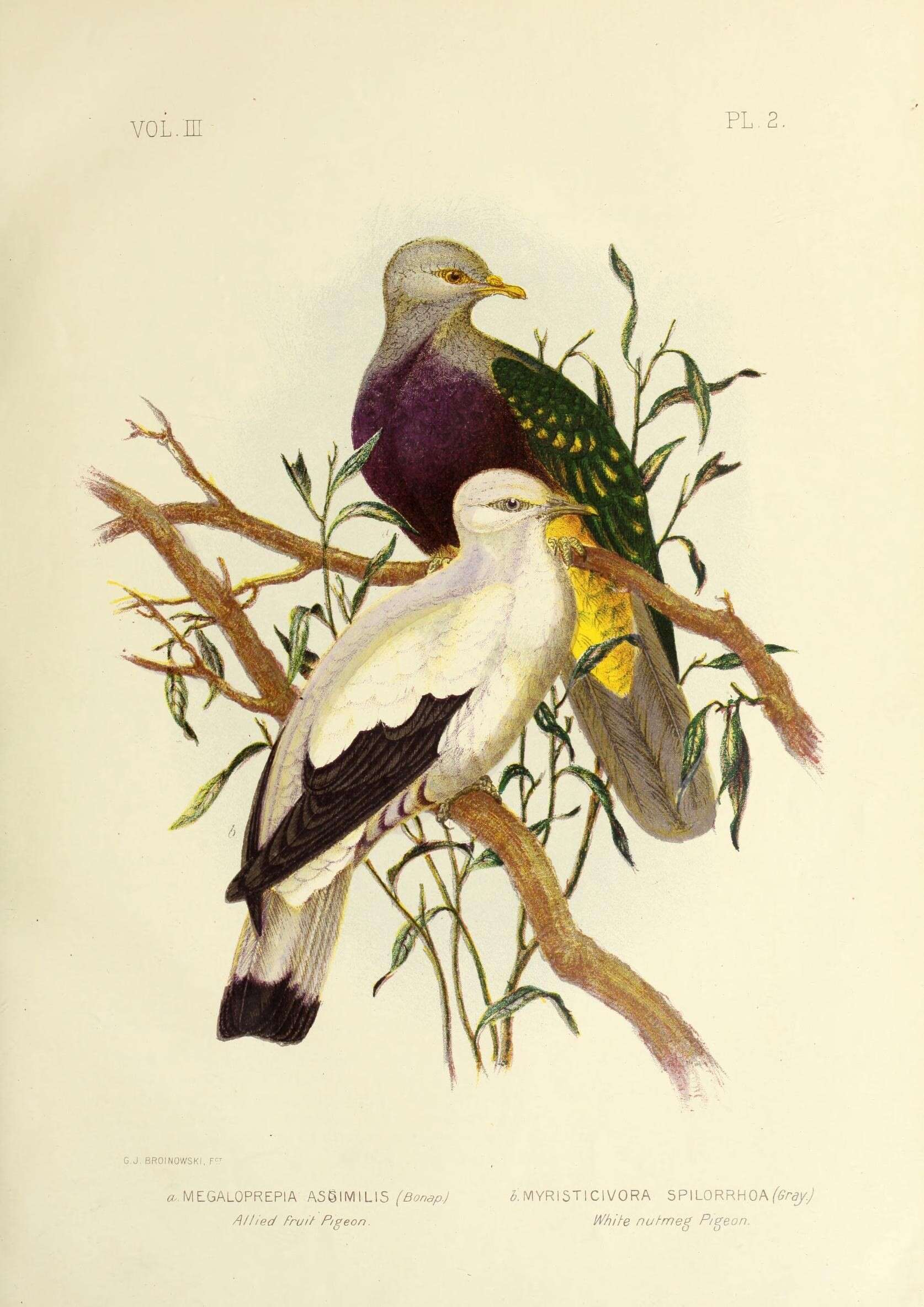 Image of Wompoo Fruit Dove