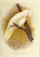 Image of Little Corella