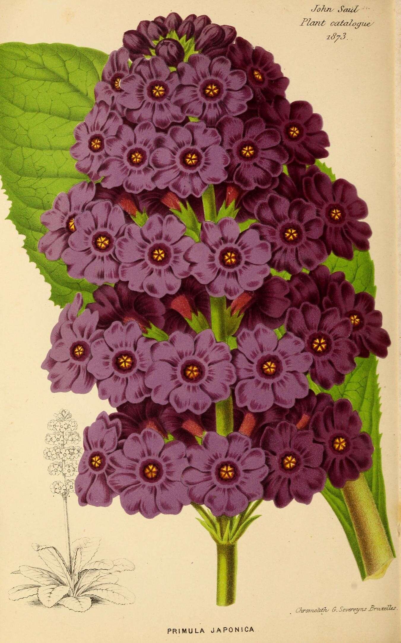 Plancia ëd Primula japonica A. Gray