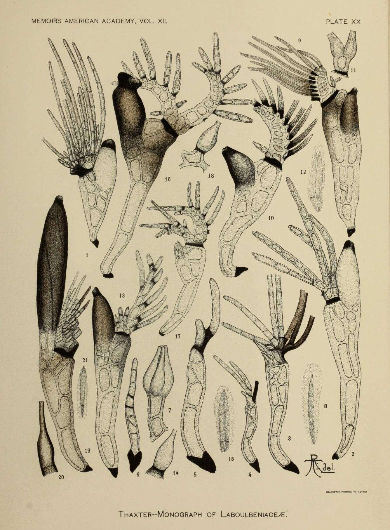 Image of Laboulbeniaceae