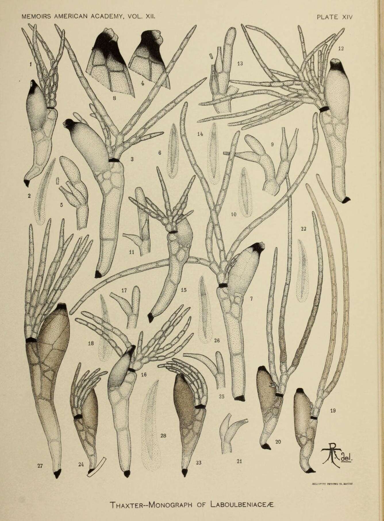 Image of Laboulbeniaceae