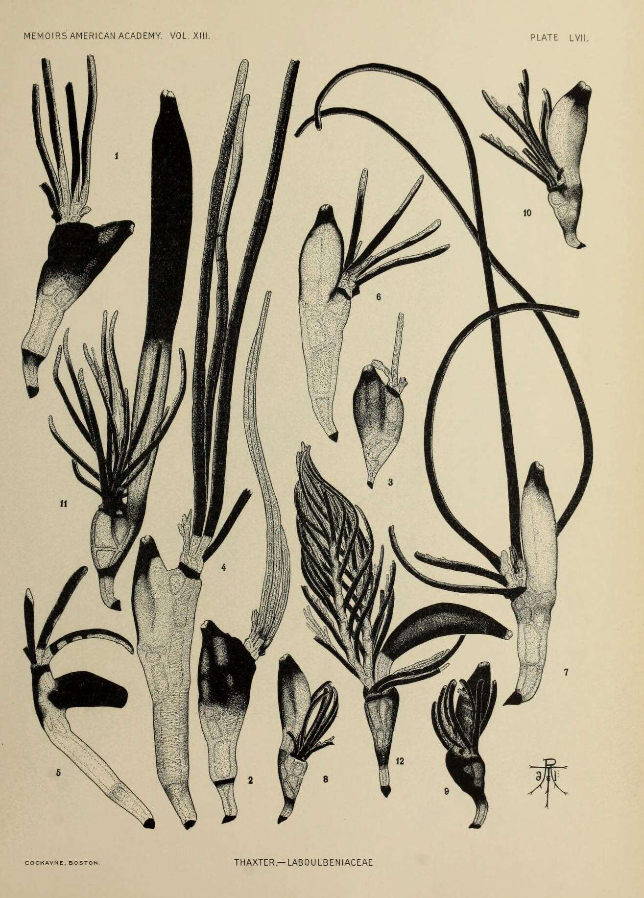 Image of Laboulbeniaceae