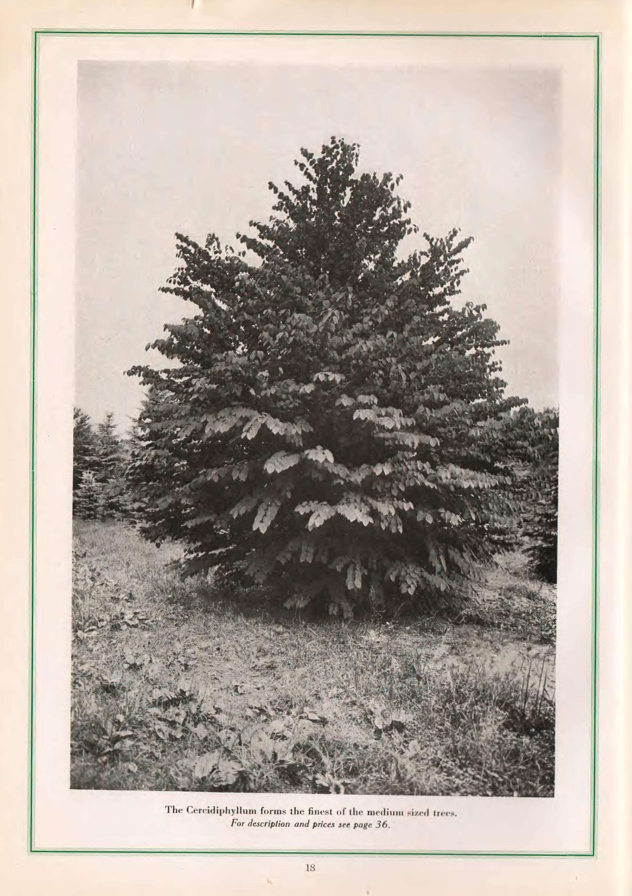 Image of katsura tree