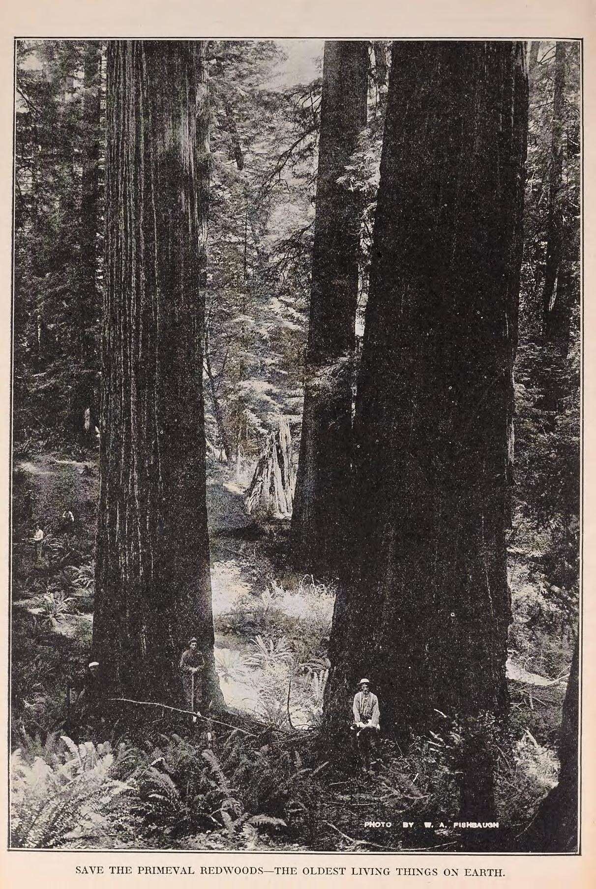 Image of cypress family