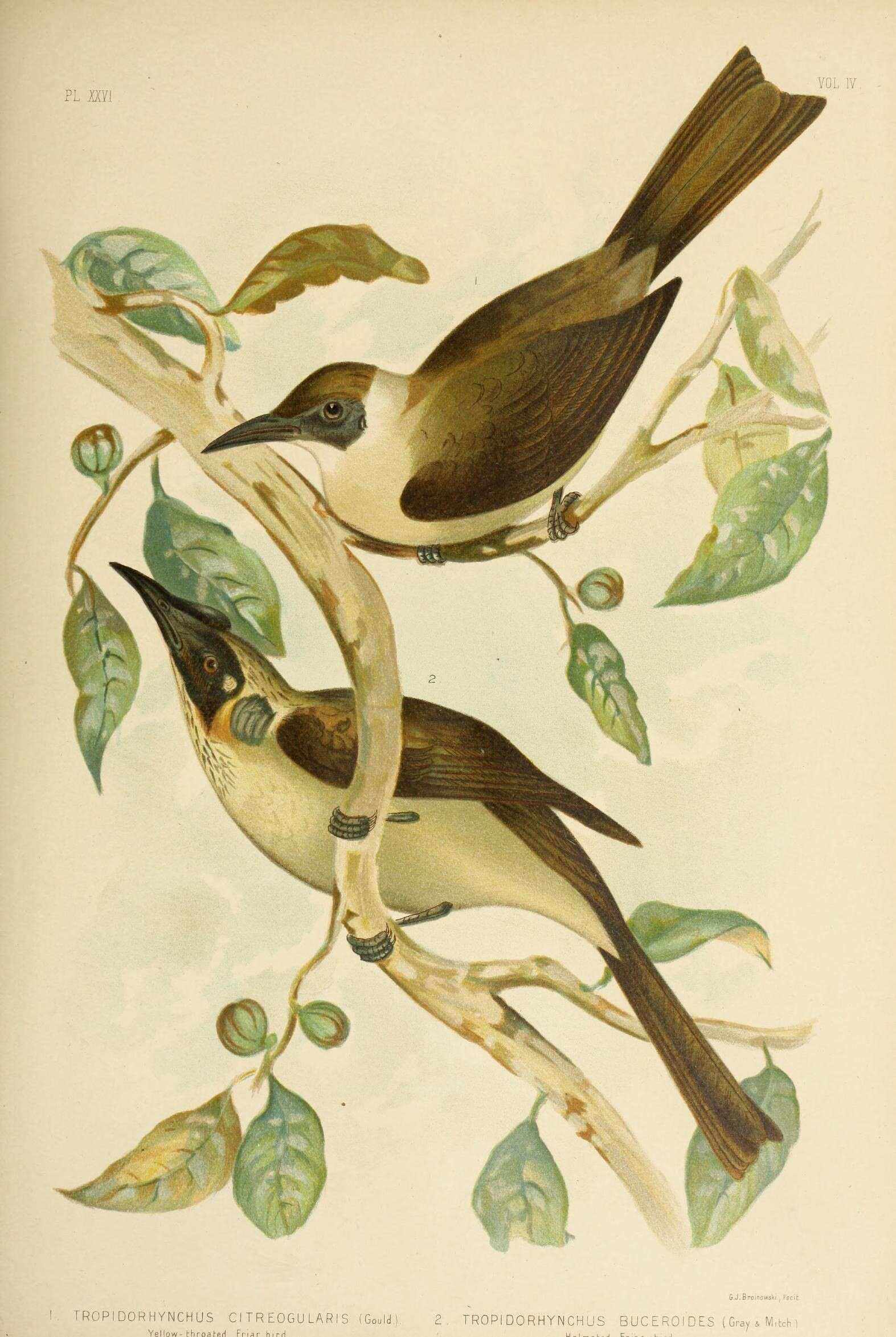 Image of Little Friarbird