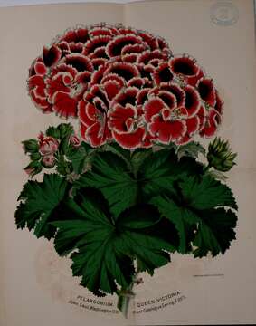 Image of Geranium