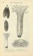 Image of Broadleaf wild leek