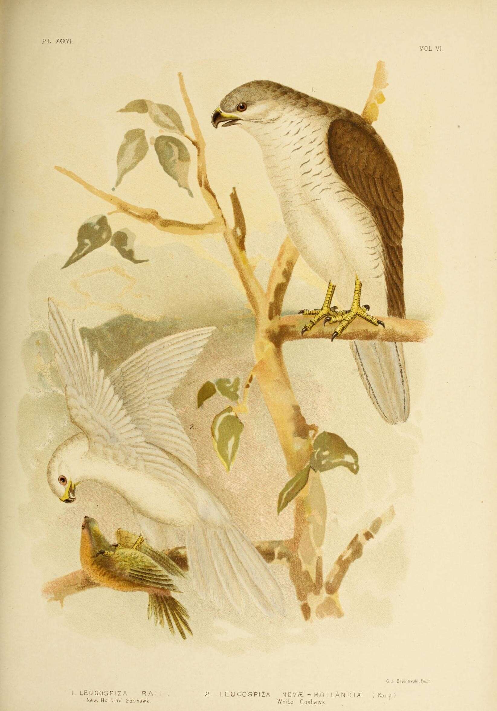 Image of Grey Goshawk