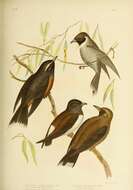 Image of Masked Woodswallow