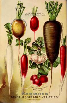 Image of cultivated radish