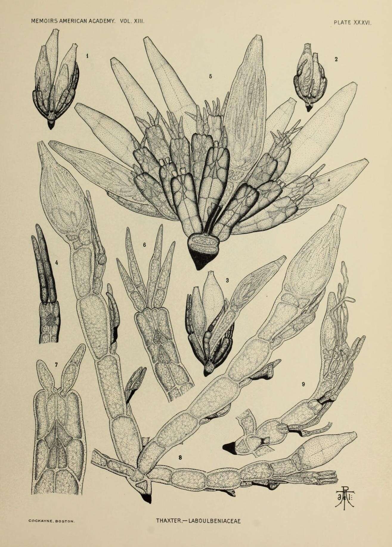 Image of Laboulbeniaceae