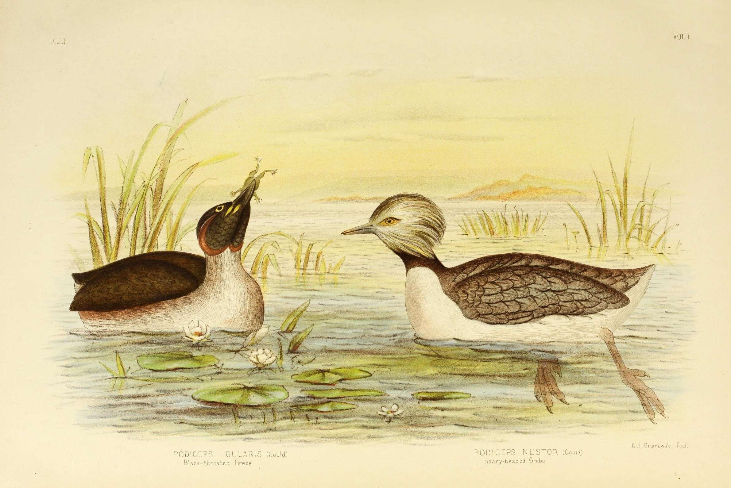 Image of Australasian Grebe