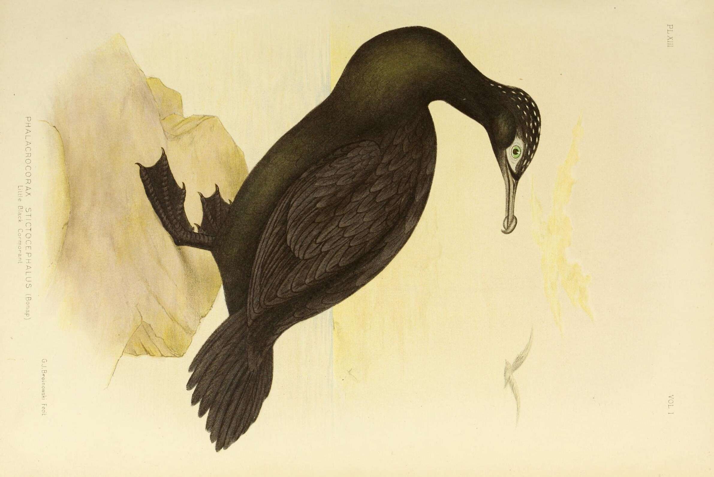 Plancia ëd Phalacrocorax sulcirostris (Brandt & JF 1837)